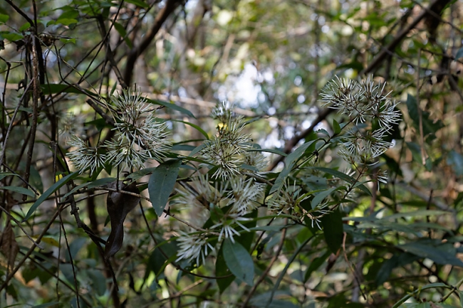 Ta Phrom et environs-020